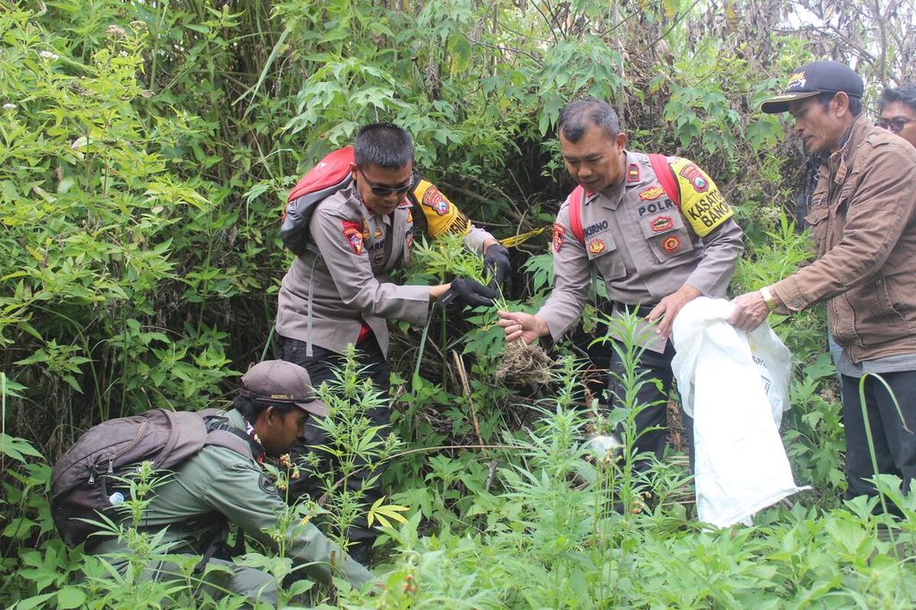 Polres Lumajang menemukan ladang ganja di lereng Gunung Semeru di Desa Argosari, Kecamatan Senduro, Kabupaten Lumajang, Jawa Timur, Rabu (18/9/2024).