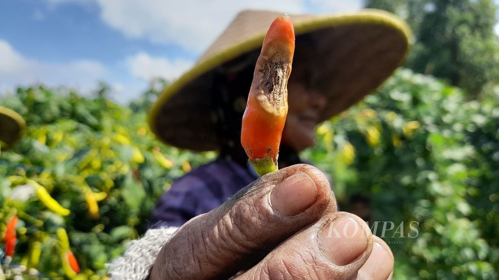 Seorang petani di Desa Pujon Lor, Kecamatan Pujon, Kabupaten Malang, Jawa Timur, tengah menunjukkan buah cabai rawit yang terserang cacar, Minggu (3/7/2022).