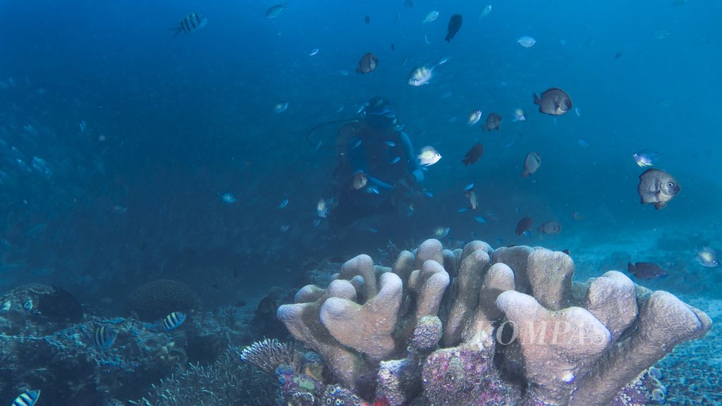 Keragaman biota di lokasi selam Manender di perairan Pulau Arborek, Raja Ampat, Papua Barat, Senin (31/5/2021). Pesona alam bawah menjadi magnet utama bagi sektor wisata Raja Ampat.