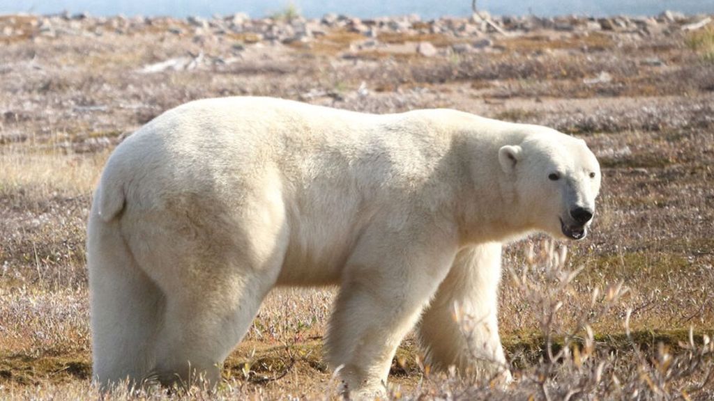 Beruang kutub atau <i>polar bear</i> di Teluk Hudson, Kanada.  