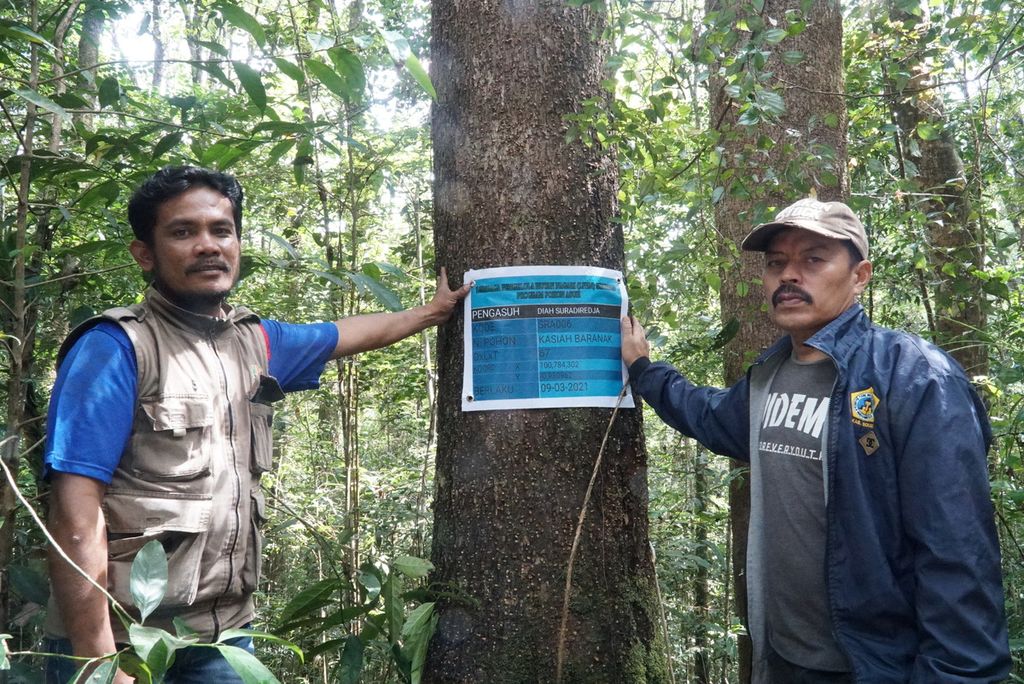 Koordinator Patroli dan Pengamanan Kawasan Hutan Lembaga Pengelola Hutan Nagari (LPHN) Sirukam Jasmir Jumadi (kiri) dan Ketua LPHN Sirukam Medison berpose di pohon kasiah baranak (<i>Elmiliria forbisii</i>) yang diasuh oleh seorang donatur di Hutan Nagari Sirukam, Kecamatan Payung Sekaki, Kabupaten Solok, Sumatera Barat, Minggu (8/11/2020). 