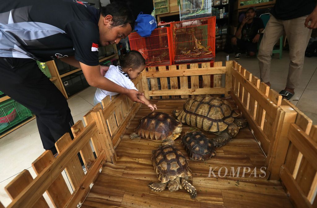 Seorang anak didampingi orangtuanya mengenali kura-kura darat pada salah satu stan dalam pameran Keanekaragaman Hayati Nusantara Expo di Lapangan Banteng, Jakarta Pusat, Sabtu (1/10/2022). 