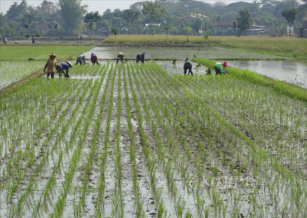 Petani menanam padi di Desa Kepuh, Kecamatan Nguter, Kabupaten Sukoharjo, Jawa Tengah, Senin (24/6/2019). 