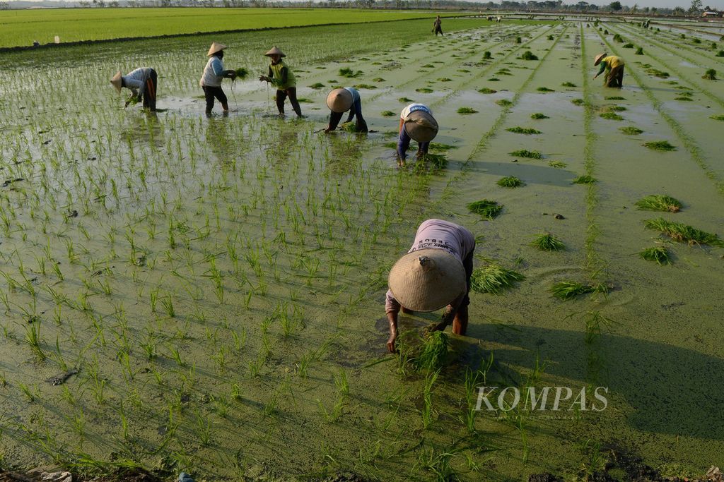 Buruh tani mulai kembali menanam bibit padi untuk memasuki musim tanam pertama di sekitar Kecamatan Karangtengah, Kabupaten Demak, Jawa Tengah, Senin (2/11/2015).