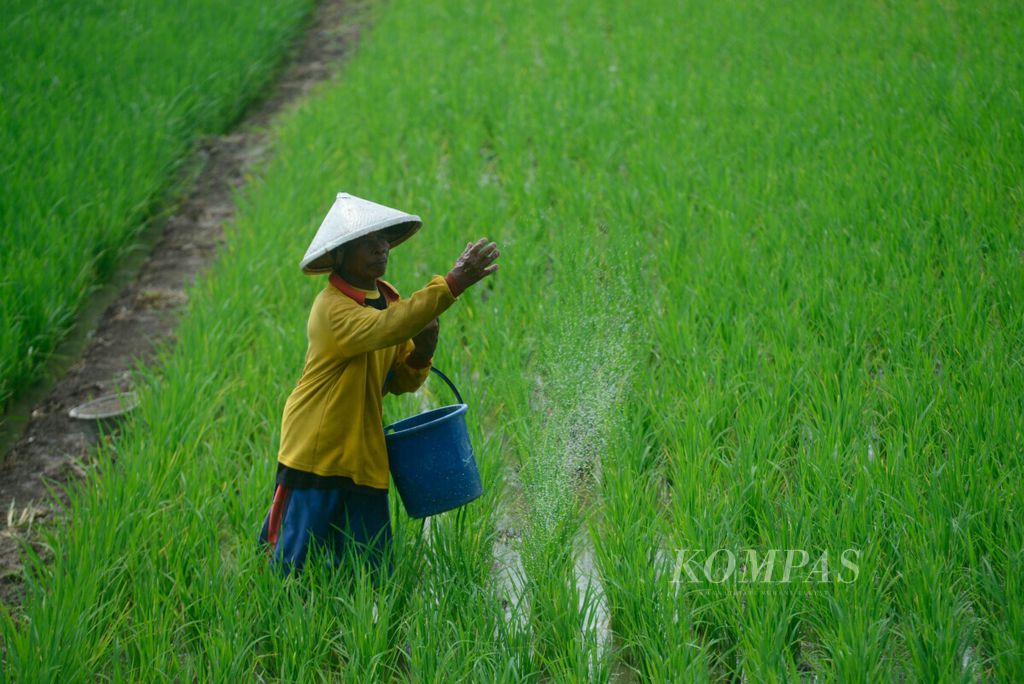 Petani melakukan pemupukan yang rutin dilakukan untuk menjaga perumbuhan padi mereka di Desa Kumpulrejo, Kecamatan Kaliwungu, Kabupaten Kendal, Jawa Tengah, Selasa (3/3/2020). 