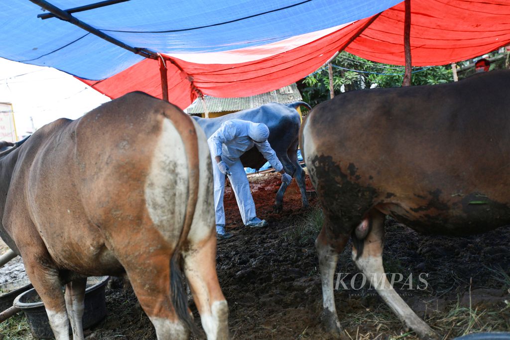 Petugas dari Dinas Ketahanan Pangan Kota Tangerang mengenakan baju hazmat saat melakukan pemeriksaan sapi yang dijual pedagang sapi musiman di kawasan Cipondoh, Kota Tangerang, Banten, Rabu (15/6/2022). 