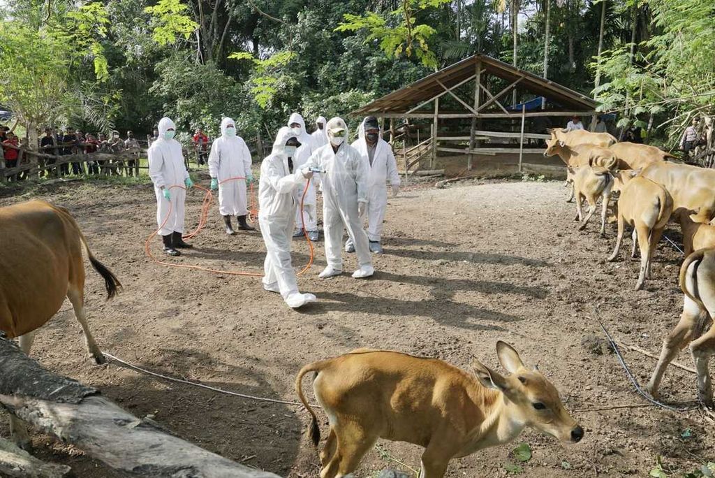 Petugas menyemprotkan disinfektan di kandang ternak sapi di Kabupaten Aceh Tamiang, Aceh, Kamis (12/5/2022). Aceh Tamiang ditetapkan sebagai daerah wabah PMK dengan 2.555 ternak terjangkit. 