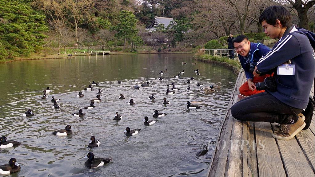 Kolam luas dengan bebek-bebek menjadi pemandangan khas di Sankeien Garden, Yokohama, Jepang. Di taman ini, pengunjung bisa mengikuti upacara minum teh tradisional Jepang dan menikmati bangunan cagar budaya serta tamannya yang cantik.