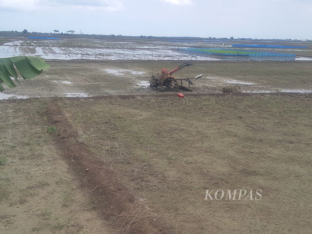 Potret sawah yang belum ditanami padi di Desa Jagapura Wetan, Kecamatan Gegesik, Kabupaten Cirebon, Jawa Barat, Senin (26/2/2024). Petani belum bisa menanam padi akibat kesulitan air. Padahal, mereka seharusnya sudah mulai menanam bulan Januari lalu.