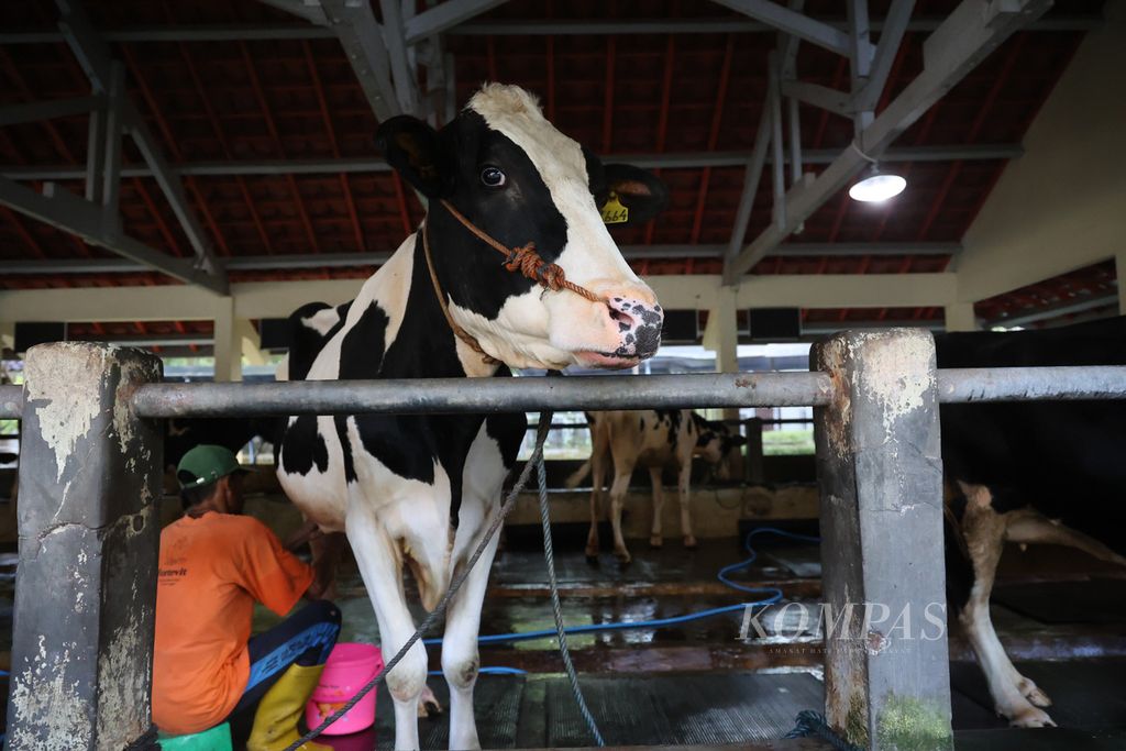 Sejumlah sapi secara bergiliran diperah susunya di kandang Fakultas Kedokteran Hewan Universitas Gadjah Mada, Yogyakarta, Rabu (29/6/2022). Ternak yang dipelihara di kandang itu pada hari tersebut mendapat suntikan vaksin untuk mencegah penyebaran penyakit mulut dan kuku (PMK). Hingga 28 Juni 2022, tercatat 7.046 ternak di DI Yogyakarta telah tertular PMK. Sebanyak 68 di antaranya mati dan 65 ternak lainnya harus dipotong paksa.
