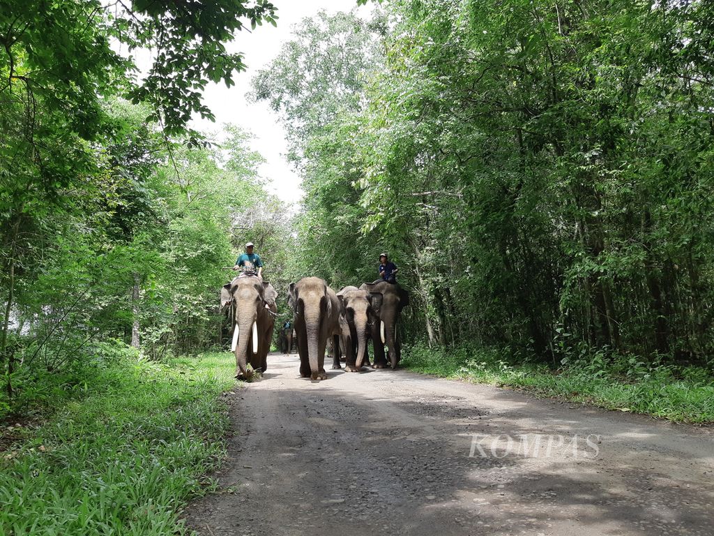 Para <i>mahout </i>atau pawang menggiring gajah jinak menuju Pusat Latihan Gajah Taman Nasional Way Kambas, Kabupaten Lampung Timur, Lampung, pada Kamis (18/1/2024). 