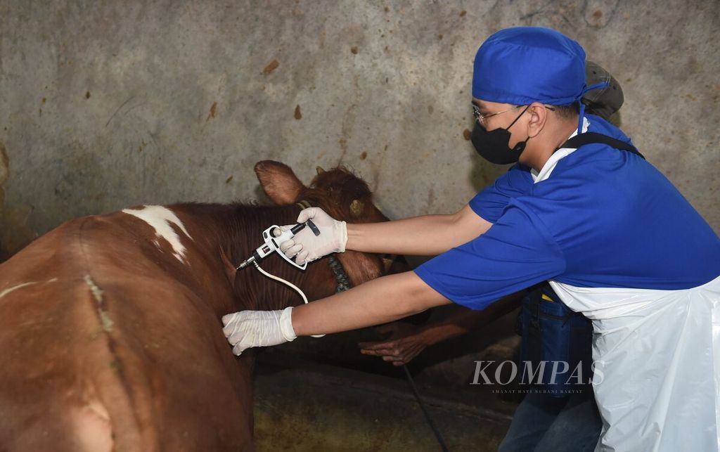 Petugas menyuntikkan vaksin penyakit mulut dan kuku (PMK) ke sapi perah di Kelurahan Bendul Merisi, Kecamatan Wonocolo, Kota Surabaya, Jawa Timur, Sabtu (25/6/2022). 