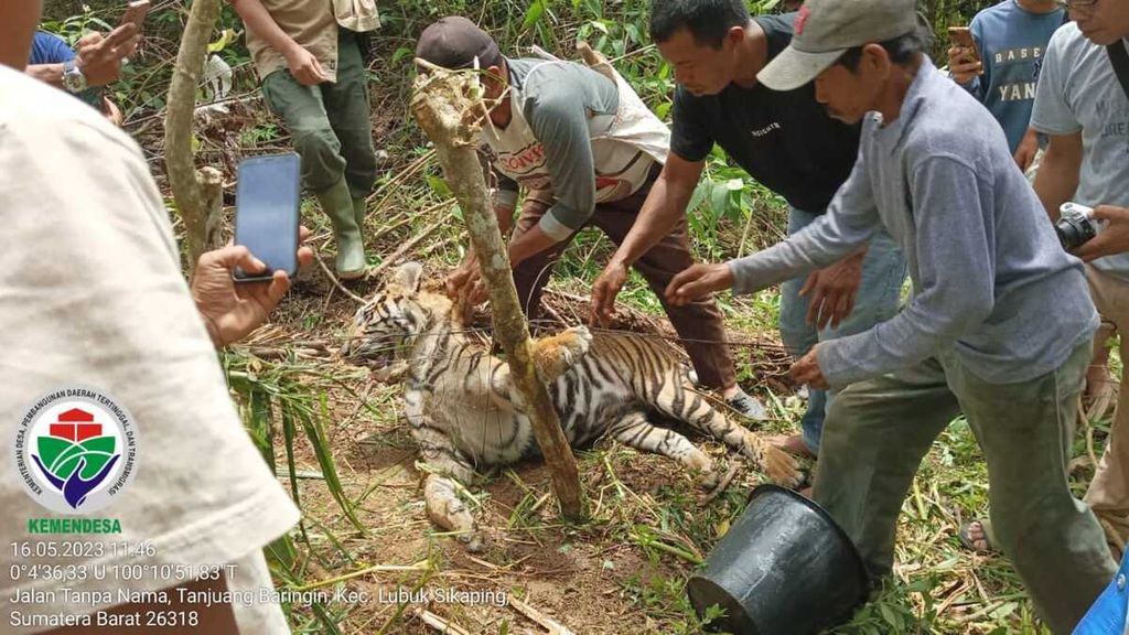 Warga berupaya menyelamatkan harimau sumatera yang terperangkap jerat babi di ladang warga di Jorong V Tikalak, Nagari Tanjung Beringin, Kecamatan Lubuk Sikaping, Pasaman, Sumbar, Selasa (16/5/2023). Harimau itu akhirnya mati karena gagal napas.