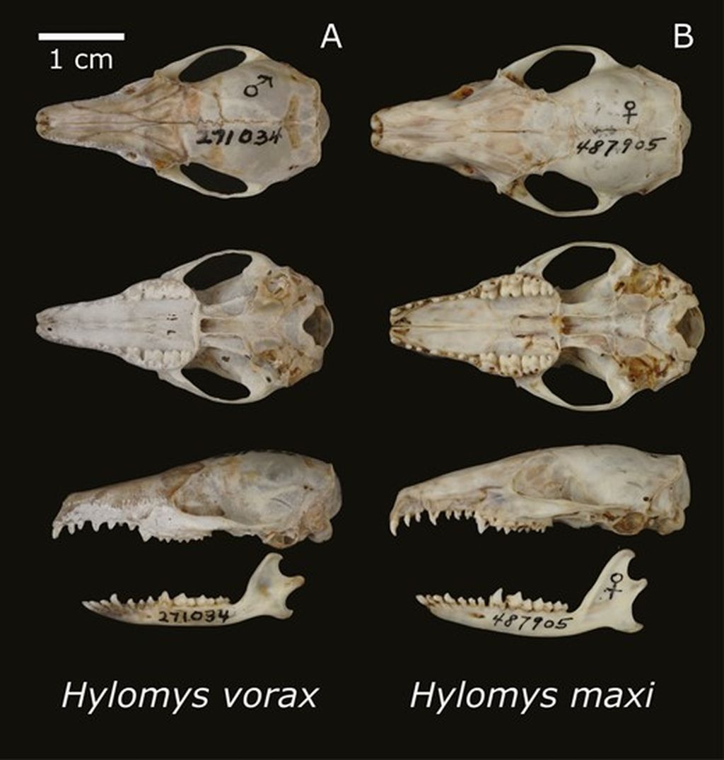 Tengkorak (A) <i>Hylomys vorax </i>(USNM 271034, holotipe) dan (B) <i>Hylomys maxi </i>(USNM 487905, spesimen standar karena holotipe rusak). Semua gambar berada pada skala yang sama.