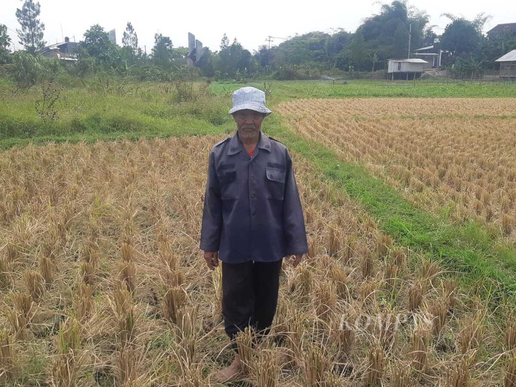 Opang Sopandi, salah satu petani di areal sawah yang terdampak kekeringan di Desa Citapen, Kecamatan Cihampelas, Kabupaten Bandung Barat, Jawa Barat, Jumat (16/8/2024). Jumlah areal pertanian yang terdampak kekeringan di Cihampelas mencapai sekitar 1.500 hektar.