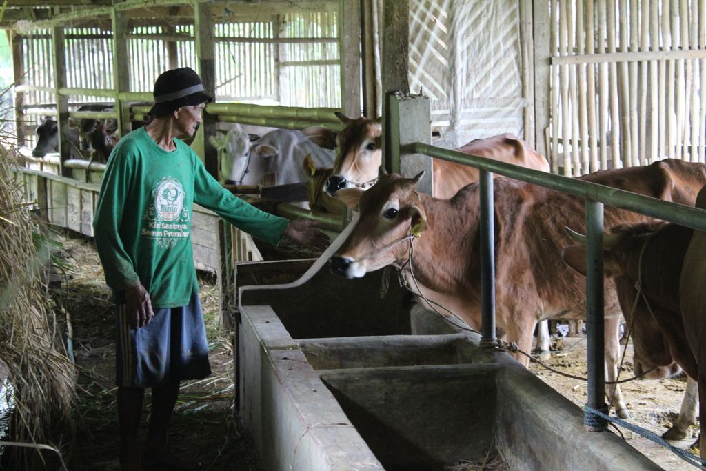 Peternak memeriksa sambil memberikan pakan rumput kepada sejumlah sapi pasundan di Desa Mekarbuana, Kecamatan Panawangan, Kabupaten Ciamis, Jawa Barat, Sabtu (17/6/2023).