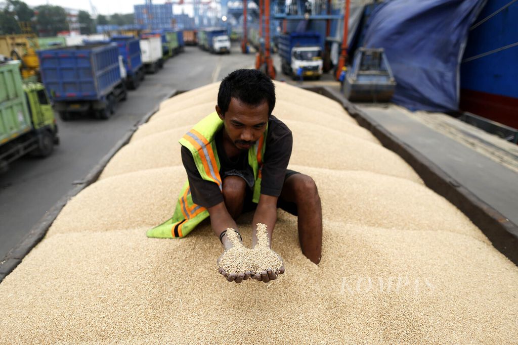 Pekerja menunjukkan gandum yang didatangkan dari Australia menggunakan Kapal Lodestar Pacific di Pelabuhan Tanjung Priok, Jakarta Utara, Selasa (20/12/2022). 