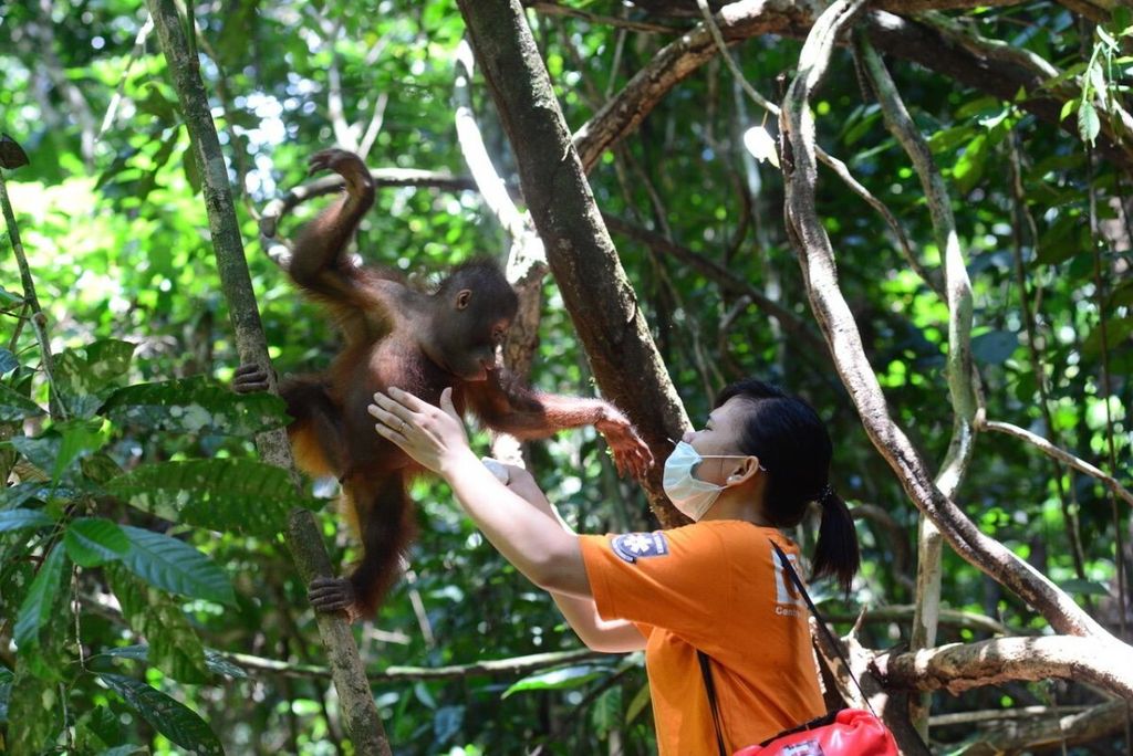 Pusat Rehabilitasi Orangutan yang dikelola Centre for Orangutan Protection (COP) di Kabupaten Berau, Kalimantan Timur.