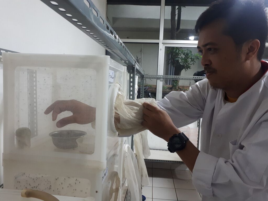Beni Ernawan, peneliti muda dari Pusat Aplikasi Isotop dan Radiasi (Pair) Badan Teknologi Nuklir Nasional (Batan), mengecek nyamuk mandul hasil penelitiannya sebelum dilepas di lingkungan masyarakat.
