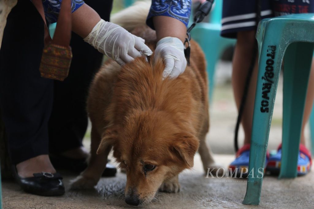 Petugas menyuntikkan vaksin rabies terhadap anjing peliharaan milik warga di RW 05, Joglo, Jakarta Barat, Senin (29/11/2021). Kegiatan yang diselenggarakan oleh Suku Dinas Ketahanan Pangan, Kelautan dan Pertanian Kota Jakarta Barat tersebut untuk menghindari dan mengantisipasi penyebaran penyakit rabies kepada hewan peliharaan. Jenis hewan peliharaan yang bisa diikutkan dalam program vaksinasi ini adalah kucing, anjing, kera, dan musang. 