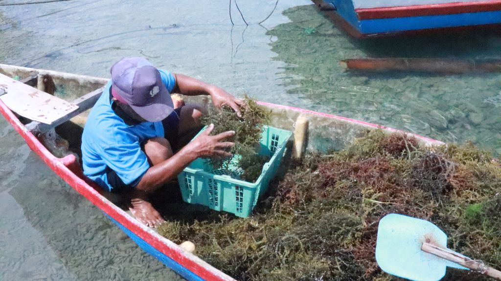 Salah satu warga RT 010 RW 007, Kelurahan Pulau Panggang, Kepulauan Seribu, sedang memindahkan rumput laut yang baru di panen pada Rabu, 16 Juni 2021.