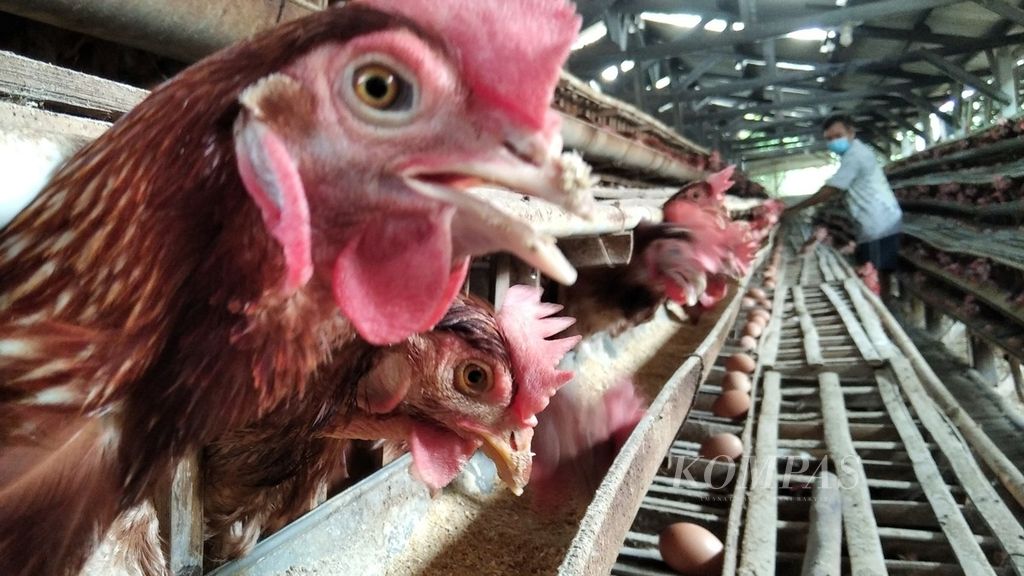 Seorang peternak ayam di Desa Pohgajih, Kecamatan Selorejo, Kabupaten Blitar, Jawa Timur, tengah memberi makan ayam, September 2020 lalu.