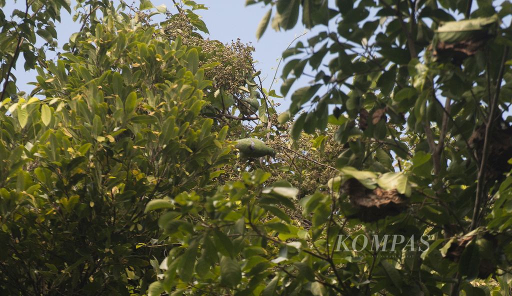 Keragaman satwa burung di hutan desa di Kampung Sira, Sorong Selatan, Papua Barat, Rabu (9/6/2021). Masyarakat desa itu dipercaya mengelola hutan desa yang terus dijaga kelestariannya di sekeliling permukiman mereka.