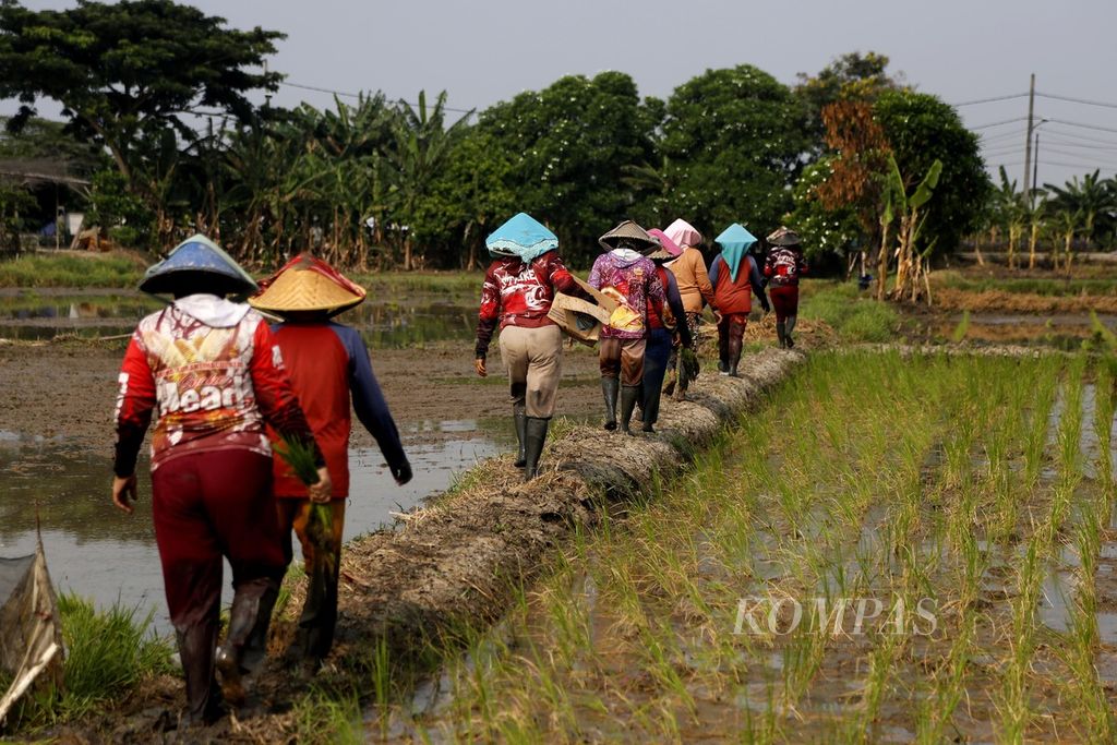Buruh tani menuju lahan persawahan untuk menanam bibit padi di Rorotan, Jakarta Utara, Kamis (2/11/2023). Sawah di Rorotan yang berada tak jauh dari Kanal Timur menjadi aliran irigasi di kawasan tersebut selalu lancar, sekalipun di musim kemarau panjang.