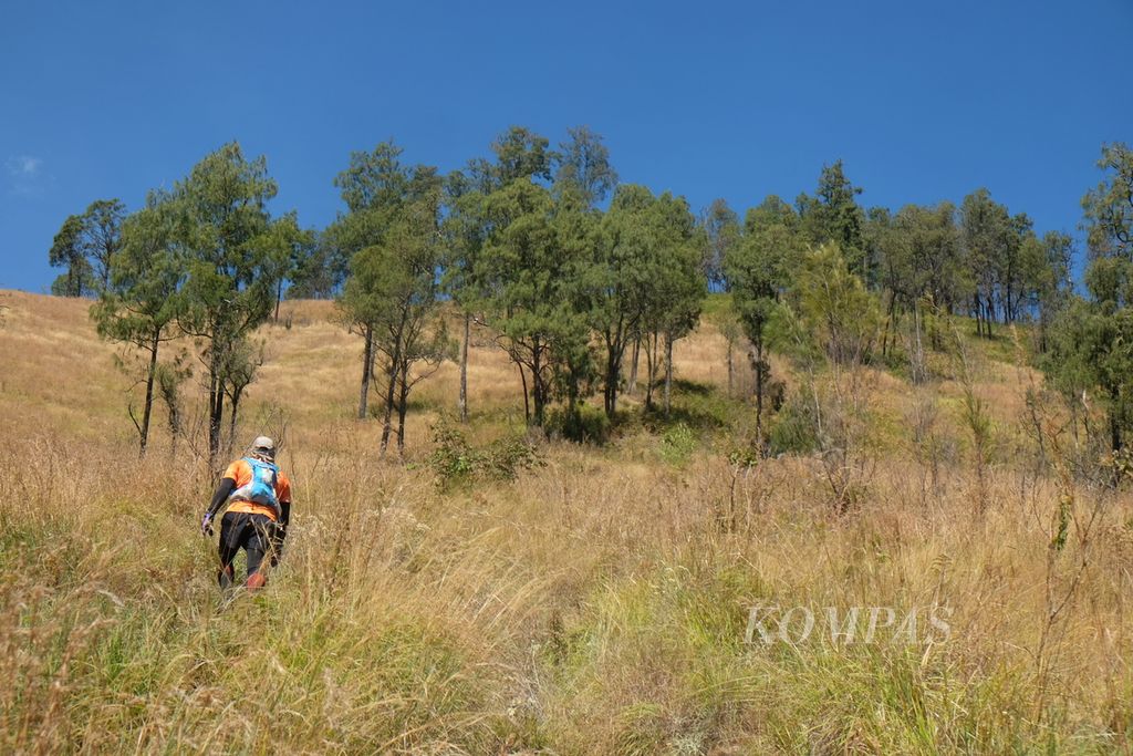 The savannah and cypress trees along the Rinjani Sembalun climbing route that will be passed by runners in the Rinjani 100 Ultra event on May 24-26, 2024.