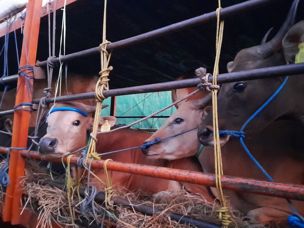 Sapi-sapi asal Bima, Nusa Tenggara Barat, berada di atas truk saat diantar guna memenuhi kebutuhan sapi kurban di Jakarta, Rabu (31/5/2023).