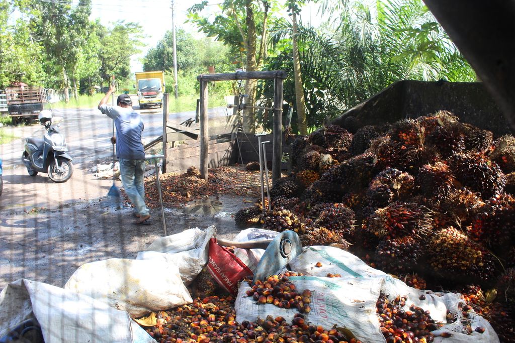 Salah satu pengepul buah tandan sawit di Kota Palangkaraya, Kalimantan Tengah, sedang membersihkan buah-buah sisa yang jatuh ke tanah saat proses penimbangan untuk dijual lagi ke perusahaan sawit, Selasa (26/4/2022).
