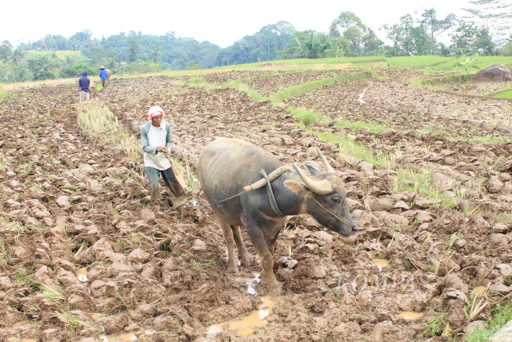 Residents use buffalo to plow the fields in Bantaragung Village, Sindangwangi Subdistrict, Majalengka Regency, West Java, on Monday (22/4/2024). Aside from being used to cultivate the land, buffaloes are also utilized as a tourist attraction in the area.