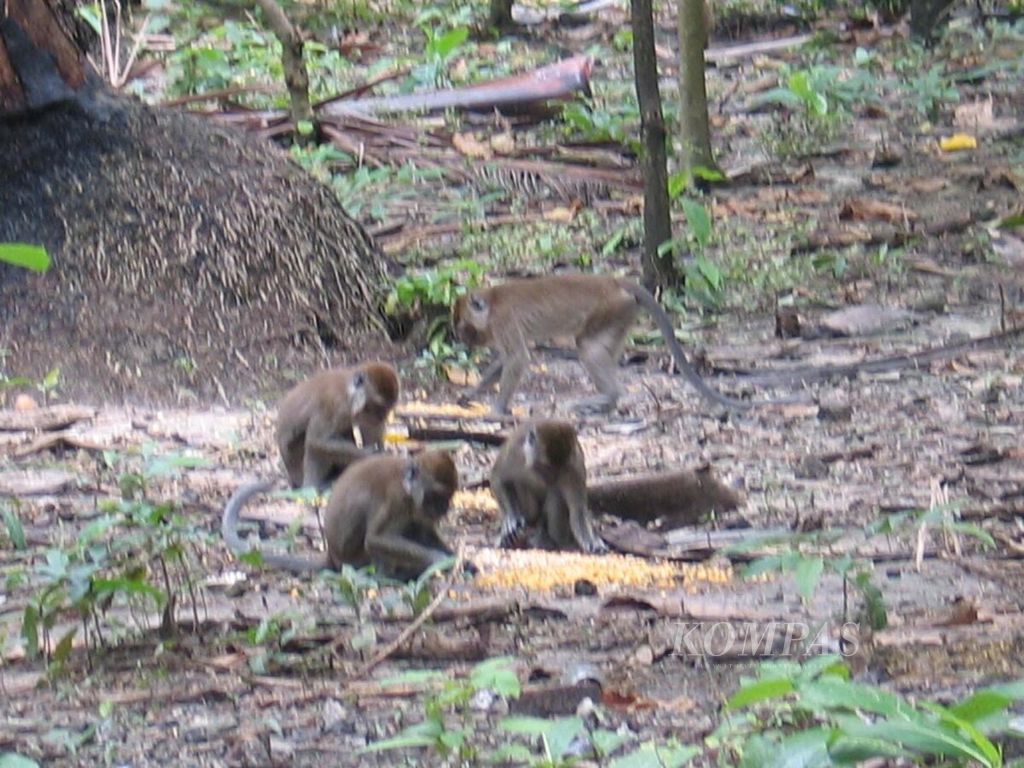 Ratusan monyet ekor panjang hasil penangkaran hidup semiliar di Pulau Umang-Umang, Desa Pulau Legundi, Kabupaten Lampung Selatan. Monyet-monyet itu ditangkarkan untuk diekspor bagi kepentingan riset dan biomedis. Foto diambil awal Agustus 2005.