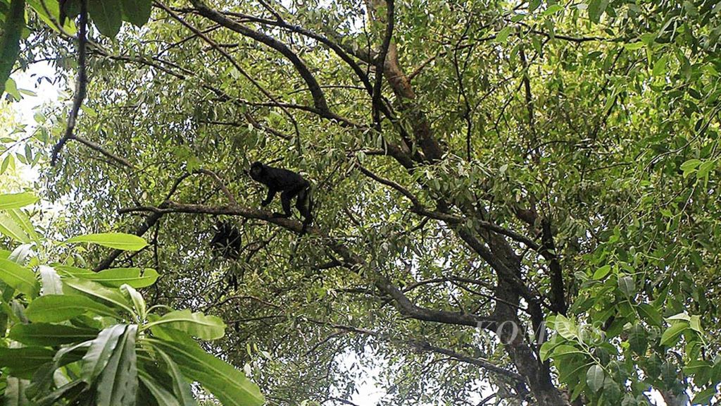Lutung Jawa (<i>Trachypitecus auratus</i>) bertengger di salah satu batang pohon bakau di kawasan hutan bakau Muara Bendera, Kecamatan Muara Gembong, Kabupaten Bekasi, Selasa (2/1/2018). Populasi Lutung Jawa di hutan bakau Muara Gembong tersisa 34 ekor. Jumlah primata ini di Muara Gembong terus berkurang dalam beberapa tahun terakhir akibat stres, sakit, dan aktivitas perburuan. 