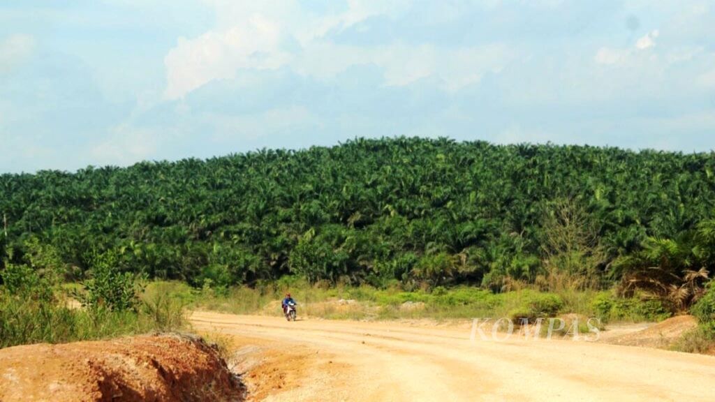 Salah satu lahan sawit yang ditanam di kaawasan hutan di Kabupaten Pelalawan Riau.