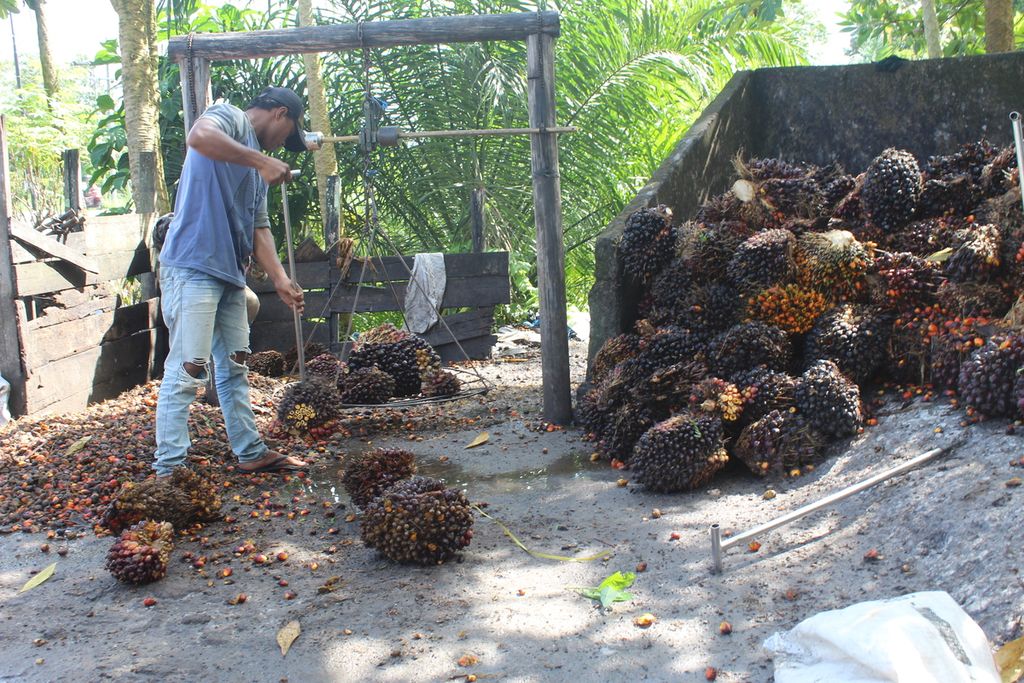 Pekerja mengumpulkan tandah buah sawit di Kalimantan Tengah, Selasa (26/4/2022).