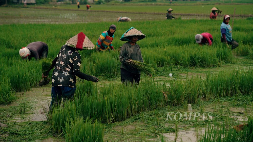 Buruh tani menanam benih padi varietas Inpari yang berusia satu bulan di Desa Srimahi, Kecamatan Tambun Utara, Kabupaten Bekasi, Jawa Barat, Selasa (18/10/2022).