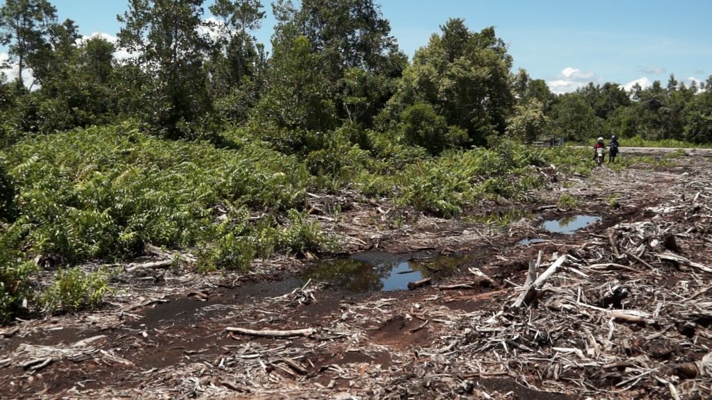 Lokasi PT AUS di Desa Jahanjang, Kabupaten Katingan, Kalimantan Tengah, yang merupakan lahan gambut, Sabtu (26/10/2019).