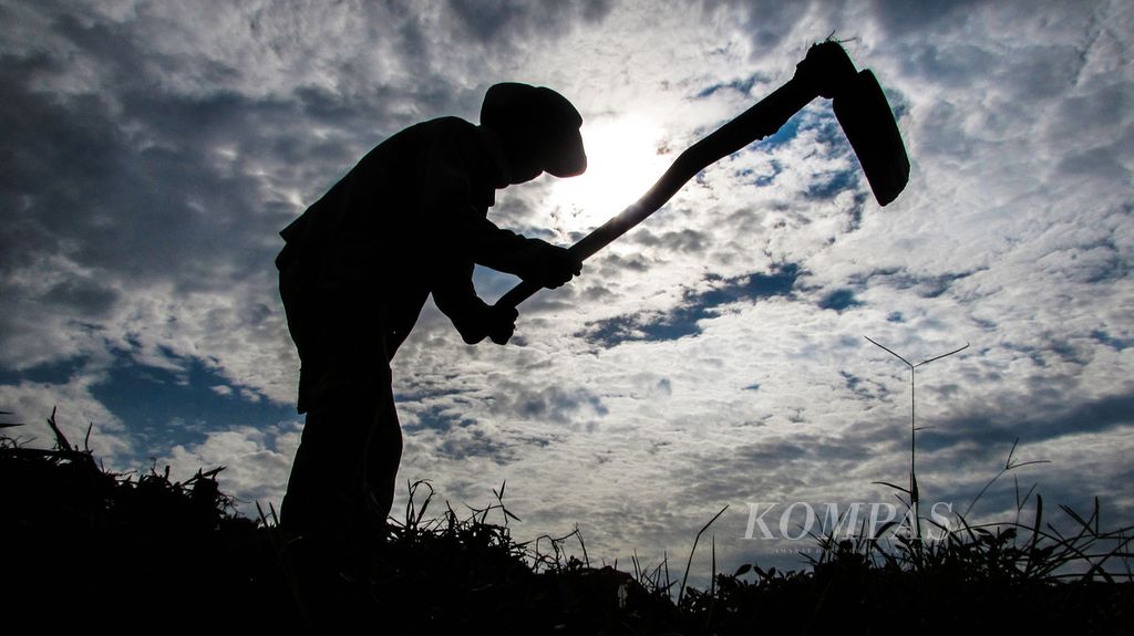 Basuni (71) menggarap sawahnya yang ditamani kacang tanah di Sukamulya, Bogor, Jawa Barat, Minggu (29/11/2020). Basuni tetap produktif di usia senjanya dengan menggarap sawah. 