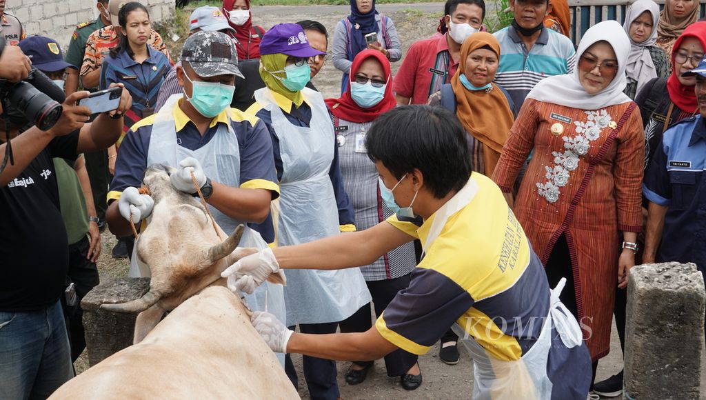 Petugas tengah menyuntik vaksin antraks ke ternak milik warga di Desa Katekan, Kecamatan Gantiwarno, Kabupaten Klaten, Jawa Tengah, Kamis (14/3/2024). 