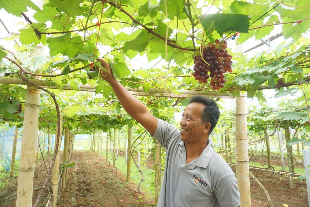 Faiz Hidayat (32), pemilik Kebun Anggur Jayasri Nursery di Desa Purwodadi, Tambak, Banyumas, Jawa Tengah, Jumat (8/1/2021).