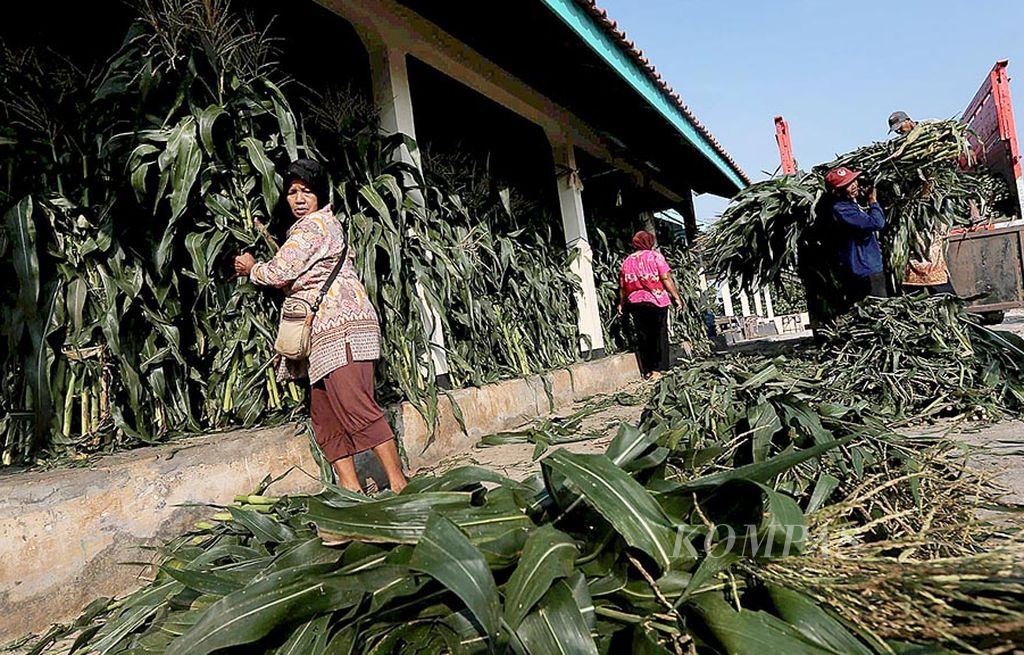 Ngatiyem (depan) menyiapkan tanaman jagung yang hendak dibeli pelanggannya di Pasar Menthel, Tanjungsari, Gunung Kidul, DI Yogyakarta, Senin (3/7). Saat musim kemarau seperti saat ini, peternak di sebagian kawasan Gunung Kidul terpaksa membeli pakan untuk ternaknya. Ngatiyem menjual pohon jagung yang didatangkan dari Boyolali tersebut seharga Rp 5.000 untuk 10 batang.