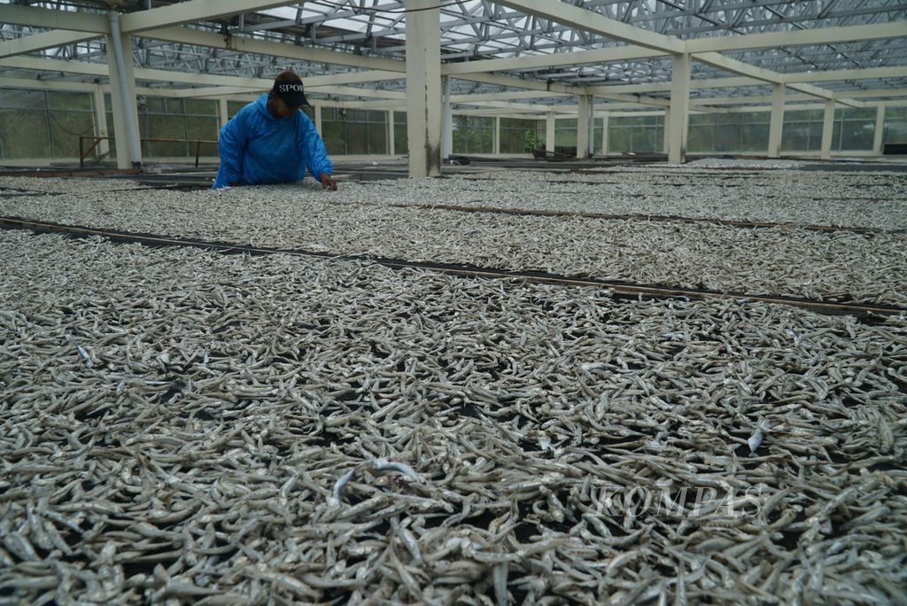 Warga menyortir ikan teri kering olahannya yang dijemur di rumah kaca UPTD Sentra Pengolahan Perikanan Dinas Perikanan dan Pangan Kota Padang, Kelurahan Pasie Nan Tigo, Kecamatan Koto Tangah, Kota Padang, Sumatera Barat, Rabu (6/9/2023). 