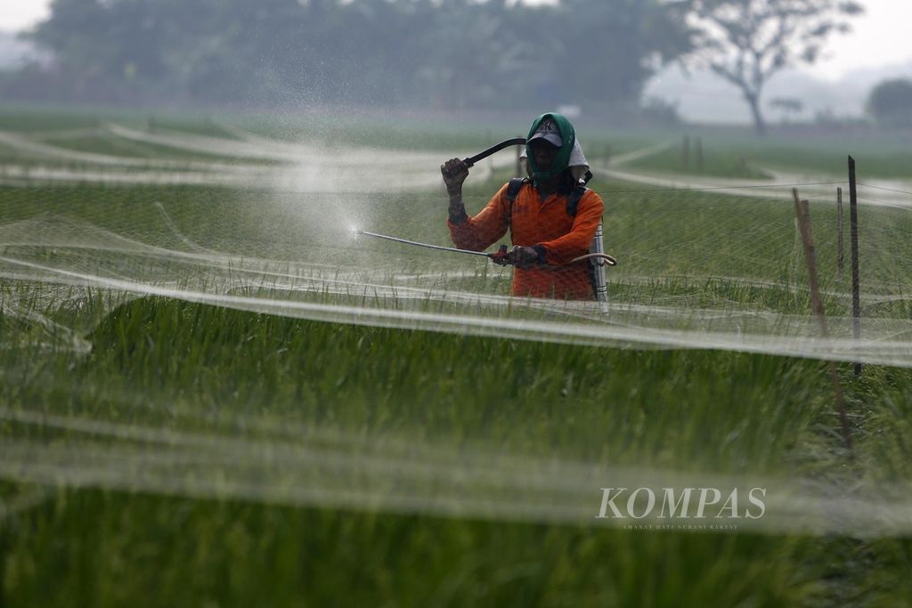 Petani menyemprot padi IR64 yang telah berusia 50 hari dengan obat antihama di kawasan Tarumajaya, Bekasi, Jawa Barat, Selasa (25/7/2023). 