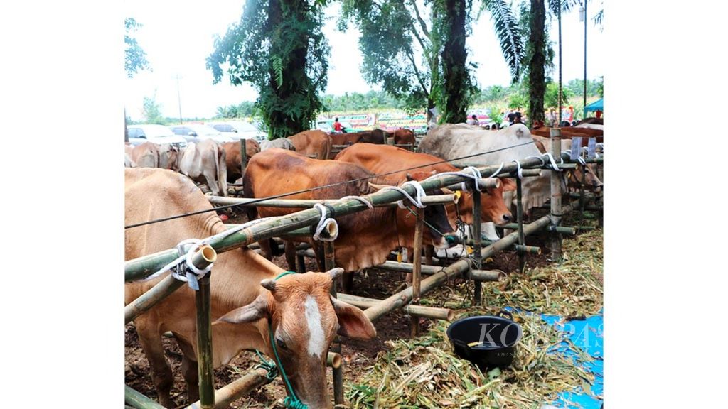 Sapi-sapi hasil inseminasi buatan ditunjukkan pada acara panen pedet (anak sapi) dan jagung di Desa Purwobinangun, Kecamatan Sei Bingai, Kabupaten Langkat, Sumatera Utara, Senin (1/4/2019). Pemerintah terus meningkatkan pelaksanaan inseminasi buatan untuk meningkatkan populasi sapi.
