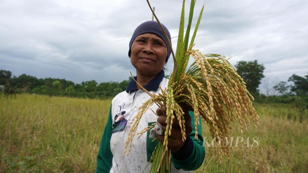 Salah satu warga Desa Sebangau Mulya menunjukkan hasil panen padinya yang dikelola dari lahan tanpa bakar, Kamis (6/3/2019). Pengelolaan lahan tanpa bakar mulai digerakkan untuk menjaga gambut menjadi lebih baik.