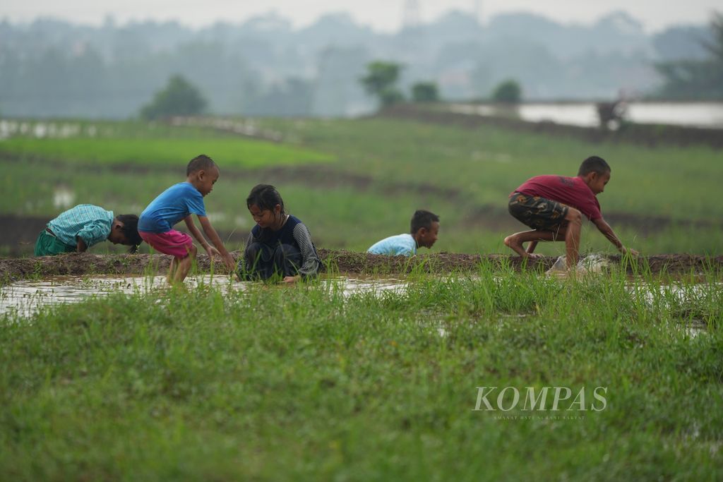 Anak-anak bermain di antara areal persawahan yang akan ditanami padi di Desa Cihuni, Kecamatan Pasawahan, Kabupaten Purwakarta, Jawa Barat, Kamis (1/2/2024).