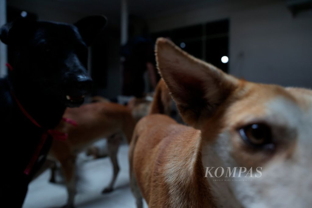 Sejumlah anjing yang diselamatkan oleh polisi dan aktivis Animal Hope Shelter Indonesia, Selasa (9/1/2024), di sebuah tempat di Kota Semarang, Jawa Tengah.