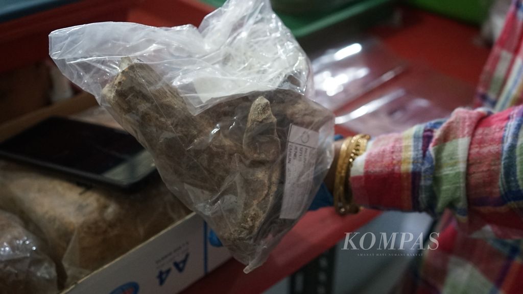 Tulang kerbau yang berada di ruang artefak Kantor Badan Riset dan Inovasi Nasional (BRIN) Sumatera Selatan, Kamis (14/7/2022). Tulang ini ditemukan di depan Museum Sultan Mahmud Badaruddin II Palembang, diduga ini merupakan tulang kerbau yang dulunya merupakan salah satu bahan baku makanan keluarga Sultan Palembang Darussalam.