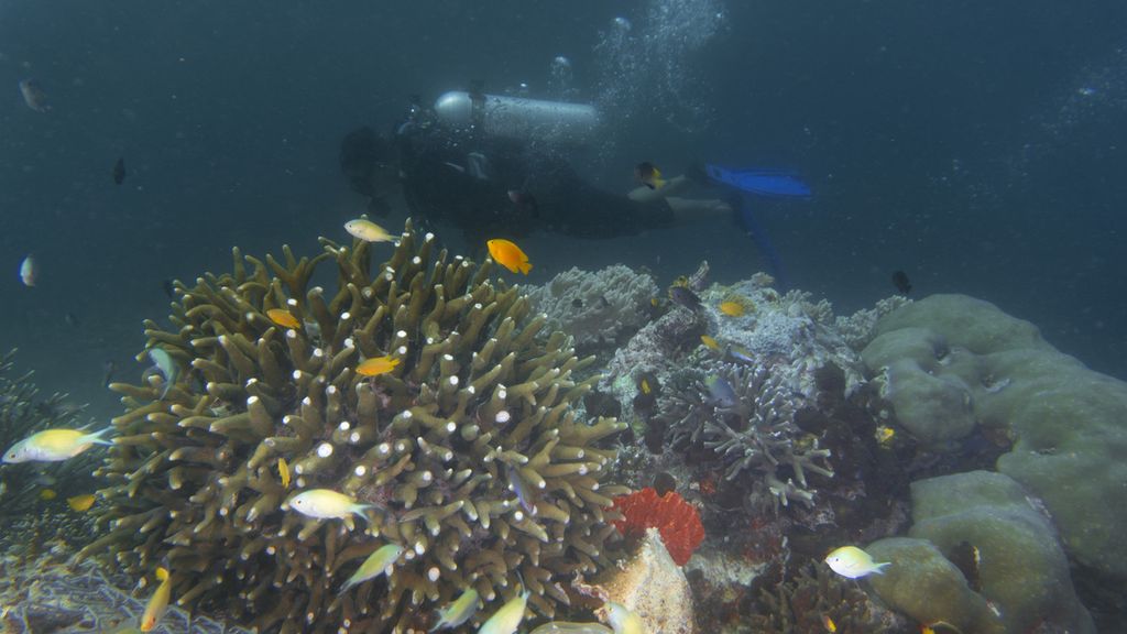 Sejumlah biota laut yang masih terjaga kelestariannya di lokasi selam Manender, perairan Pulau Arborek, Distrik Meosmansar, Raja Ampat, Papua Barat, Senin (31/5/2021).